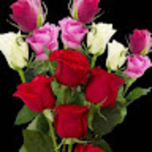 Meet your Posher, Meena